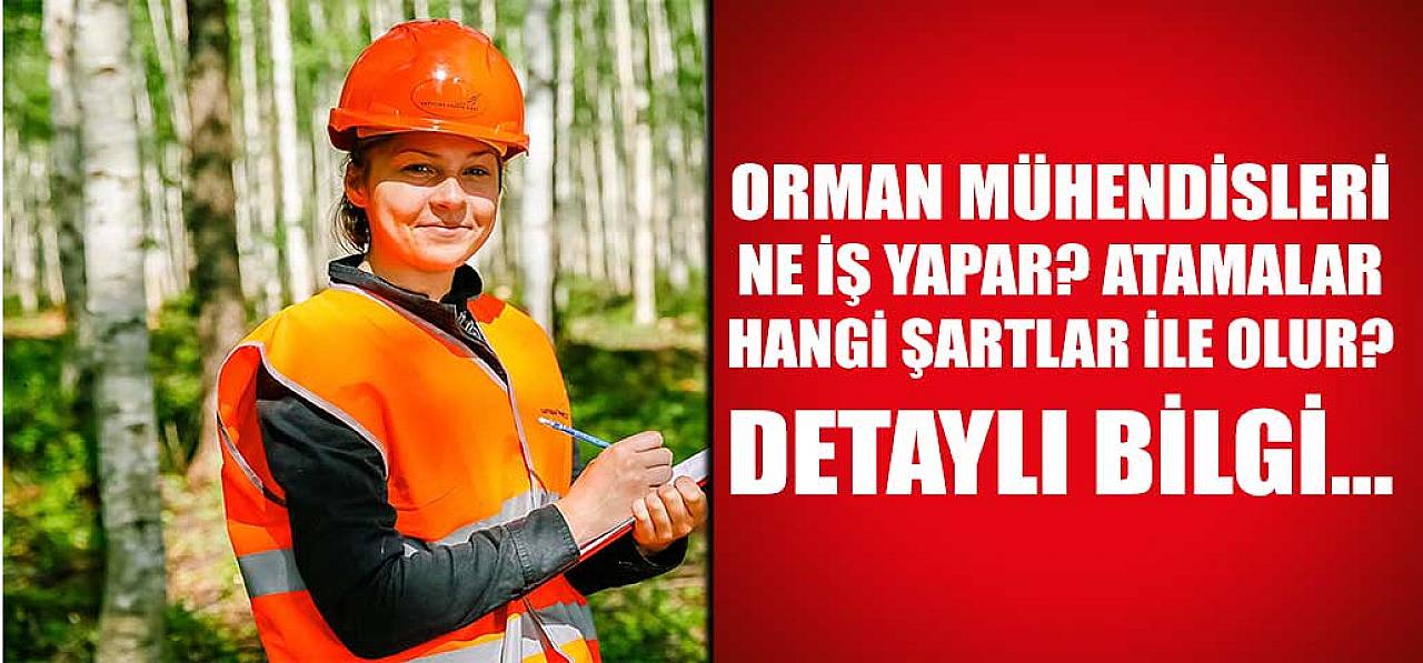 Orman Mühendisliği Nedir? Atamalarda Neler Gereklidir? Tüm Detaylar